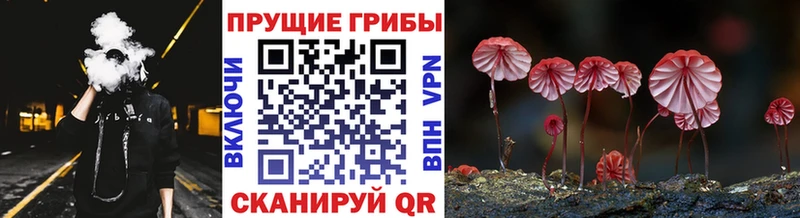 купить наркотик  Советский  Псилоцибиновые грибы Psilocybe 